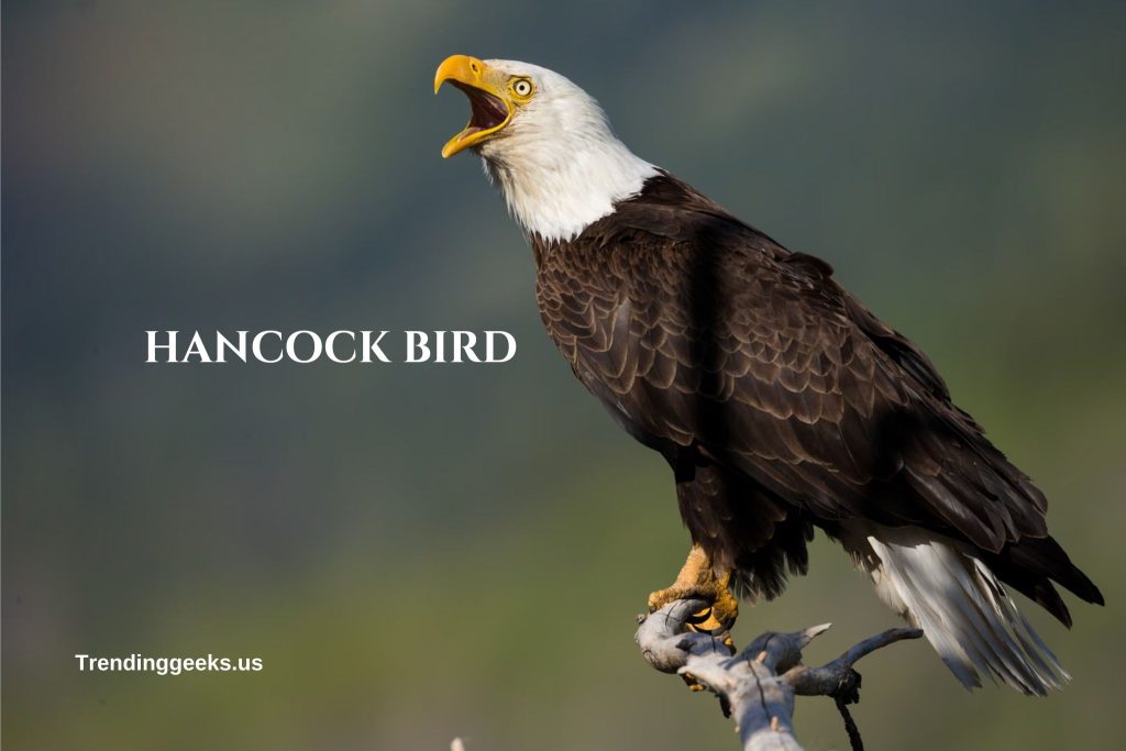 hancock bird