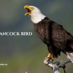 hancock bird