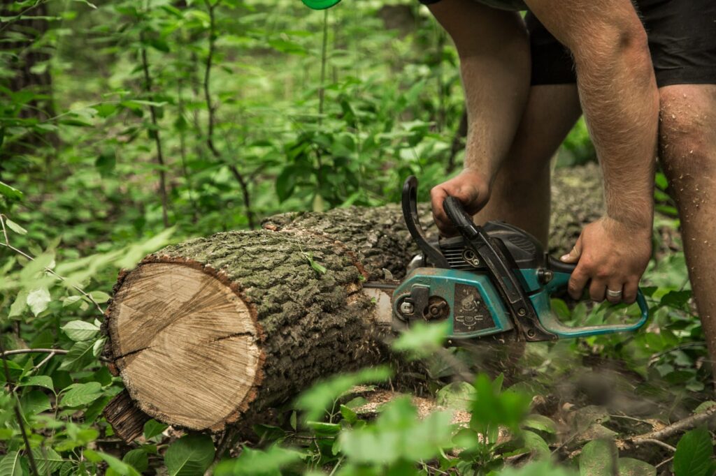 Exceptional Tree Services: Ensuring Safety and Health for Your Trees