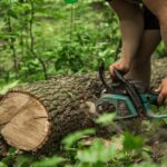 Exceptional Tree Services: Ensuring Safety and Health for Your Trees